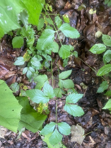 Rhizomatophora aegopodioides, photograph 4