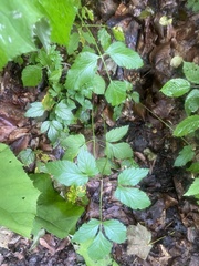 Rhizomatophora aegopodioides, photograph (c) Илья Руденко, some rights reserved (CC BY)