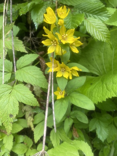 Lysimachia verticillaris, photograph 2