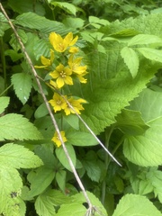 Илья Руденко, CC BY, iNaturalist via GBIF Lysimachia verticillaris, photograph Илья Руденко, CC BY, iNaturalist via GBIF