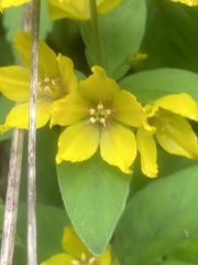 Lysimachia verticillaris