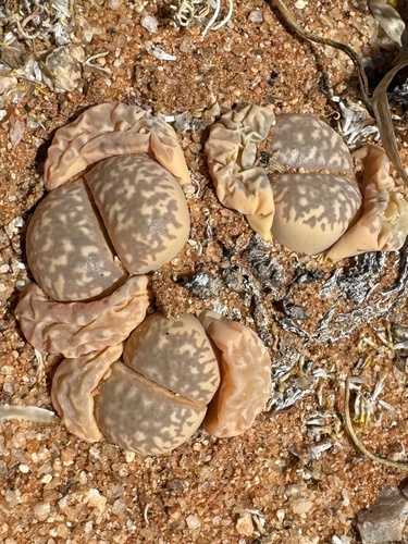 Lithops framesii L. Bolus