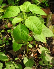 saltyhiker, CC BY, iNaturalist via GBIF Acalypha persimilis, photograph saltyhiker, CC BY, iNaturalist via GBIF
