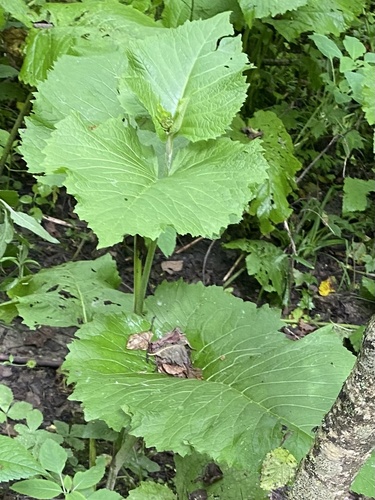 Telekia speciosa