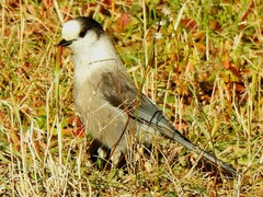 Perisoreus canadensis image