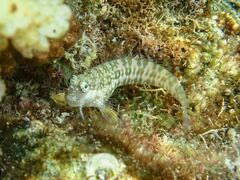 Patzner's Blenny photo 3