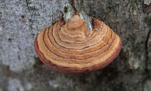 Tinder Polypore