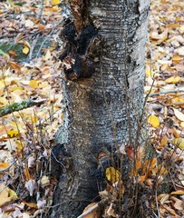 Inonotus obliquus sterilis