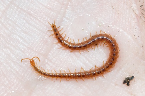 Strigamia branneri