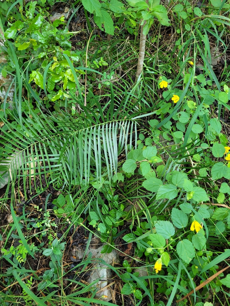 Zamia portoricensis in November 2023 by Juan Gabriel · iNaturalist