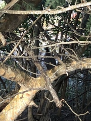 Patagioenas squamosa