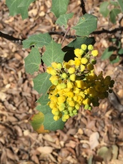 Berberis wilcoxii