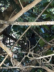 Patagioenas squamosa