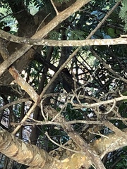 Patagioenas squamosa