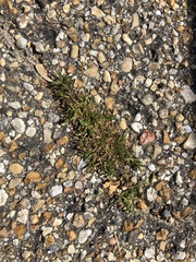 Polypremum procumbens