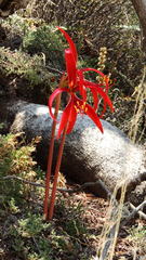 Sprekelia formosissima