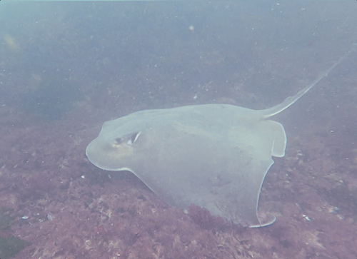 Rockfish (Myliobatis goodei) — Myliobatidae