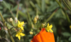 Tropidocarpum gracile