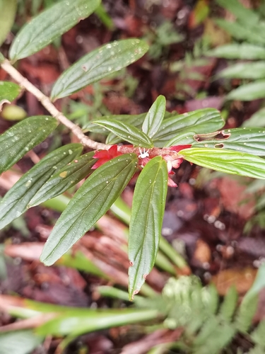 Columnea querceti, photograph 2