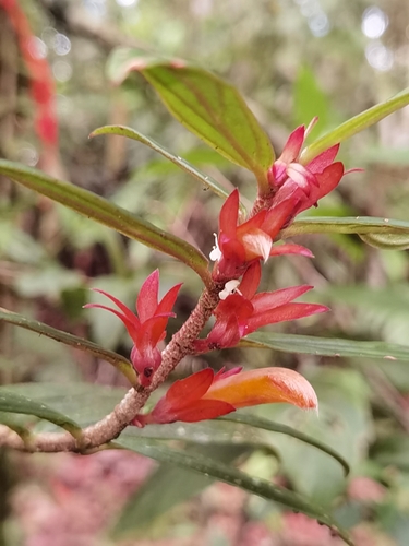 Columnea querceti, photograph 4
