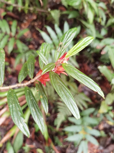 Columnea querceti, photograph 5