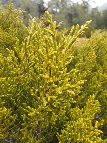Bog pine (Halocarpus bidwillii)