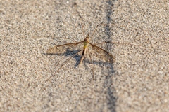 Leptotarsus albistigma