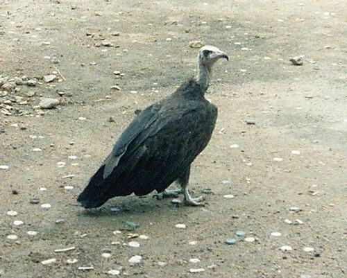 Hooded Vulture