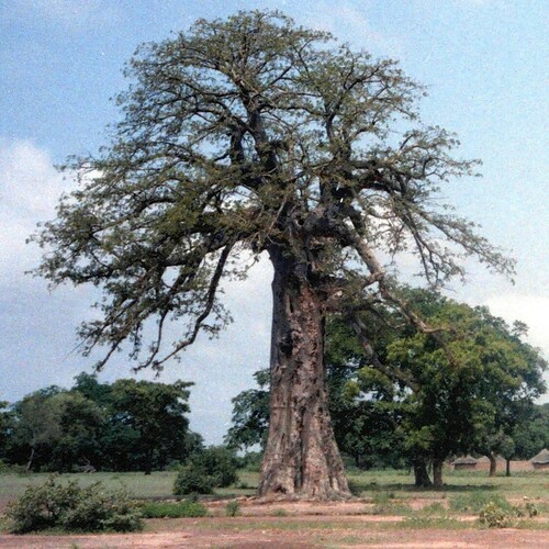 African baobab