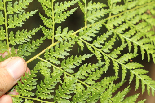 Culcita coniifolia (Culcita coniifolia)