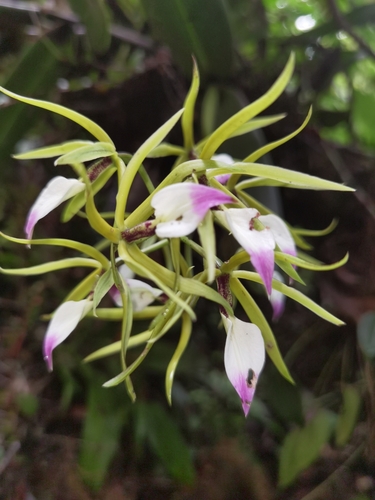 Prosthechea brassavolae, photograph 4