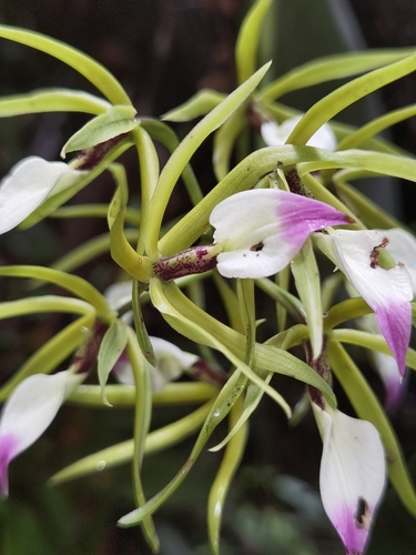 Prosthechea brassavolae, photograph 5