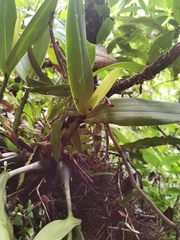 Prosthechea brassavolae, photograph (c) Eduardo Chacón Madrigal, some rights reserved (CC BY)