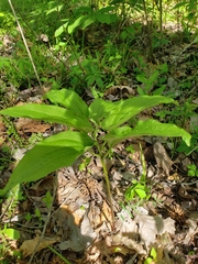 Croomia pauciflora