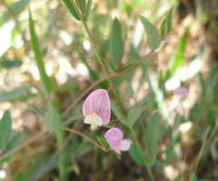 Acmispon americanus americanus