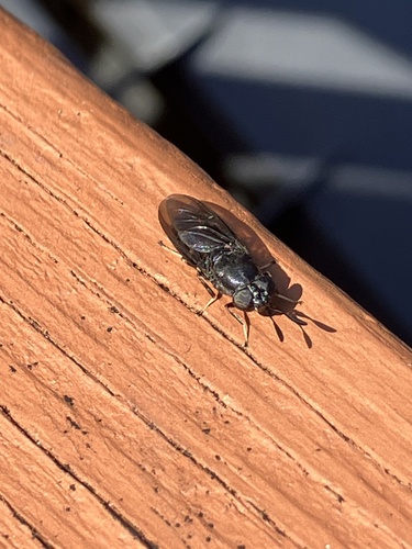Hermetia sexmaculata photo 3