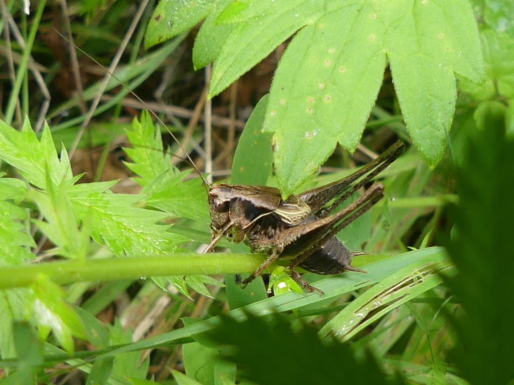 dark-bush-cricket-from-31683-obernkirchen-deutschland-on-july-14-2018