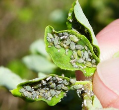 Hyadaphis passerinii