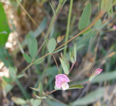 Acmispon americanus americanus