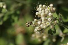 Halictus lutescens