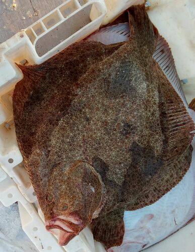 Turbot (Scophthalmus maximus) — Scophthalmidae — 3