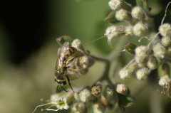 Halictus lutescens