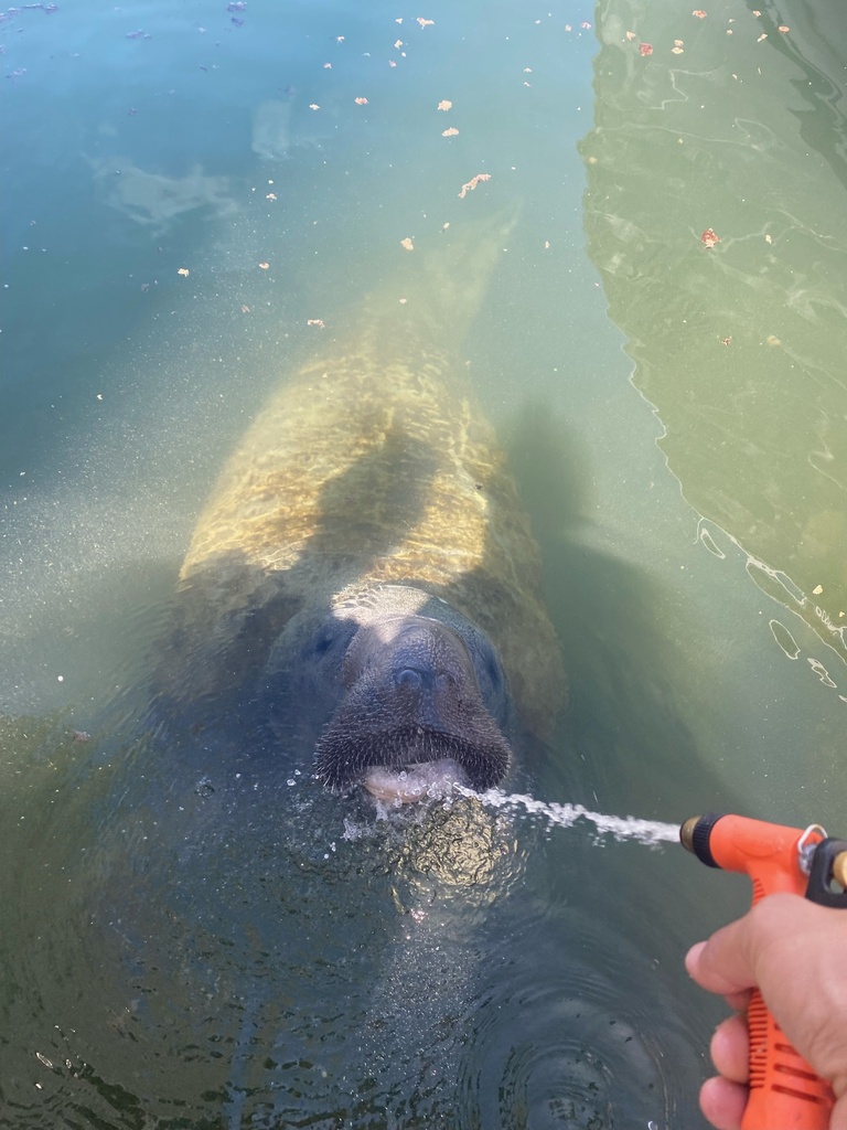 West Indian Manatee in November 2023 by kaylahorta01. Manatees are