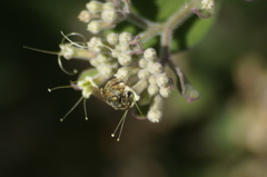 Halictus lutescens