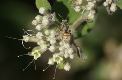 Halictus lutescens