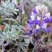 Varied Lupine - Photo (c) David Hofmann, some rights reserved (CC BY-NC-ND)