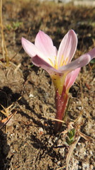 Zephyranthes brevipes