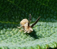 Danepteryx