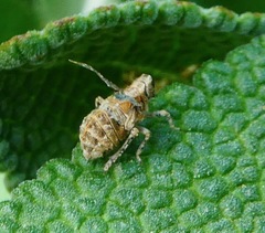 Danepteryx