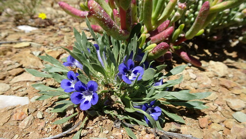 Image of Aptosimum indivisum by (c) Paul Emms, some rights reserved (CC BY-SA)
